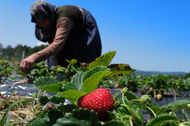 Sakarya'da 3 ayda 18 dönümden 20 tondan fazla organik çilek üretimi