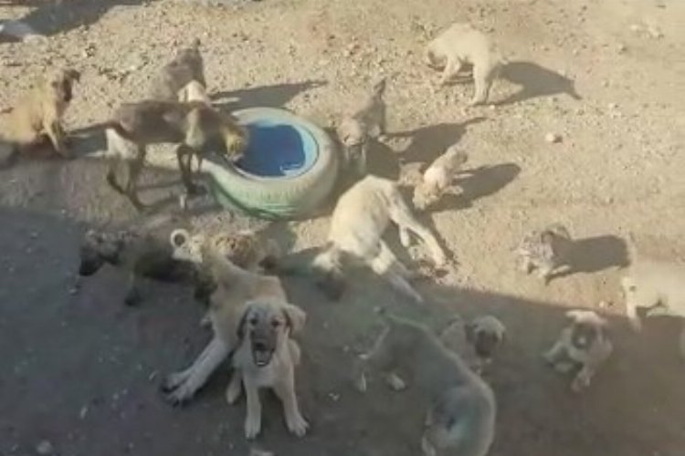 Aksaray Ortaköy'de köpekler zehirlenerek öldürülüyor!