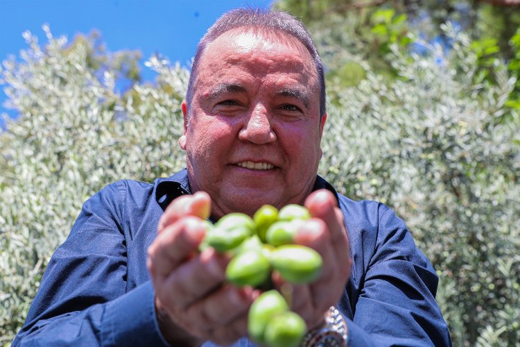 Antalya'da zeytin özel koruma altında