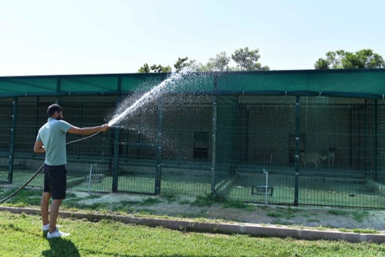 Antalya Muratpaşa'da hayvanlara sulu serinlik