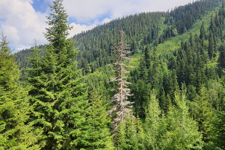 Artvin'de 19 orman parçası tescillendi