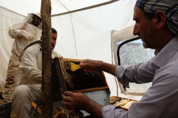 Bingöl'de 2 bin 300 rakımda bal hasadı