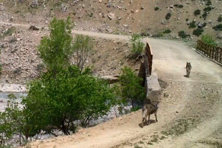 Bingöl'de yaban hayvanları fotokapanlara yansıdı