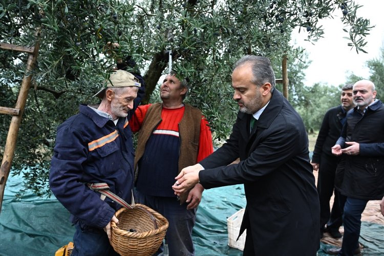 Bursa Büyükşehir'den zeytin üreticilerine yaygı desteği