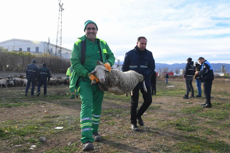 Bursa'da keçi ve koyunlar kaçtı... Osmangazi ekipleri yakaladı