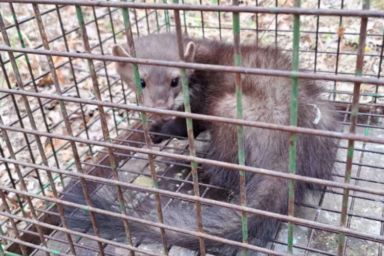 Bursa'da mazgala düşen kaya sansarı doğal ortama salındı