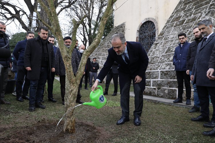 Bursa'da rivayet gerçek oldu... Türbenin önüne nar ağacı dikildi