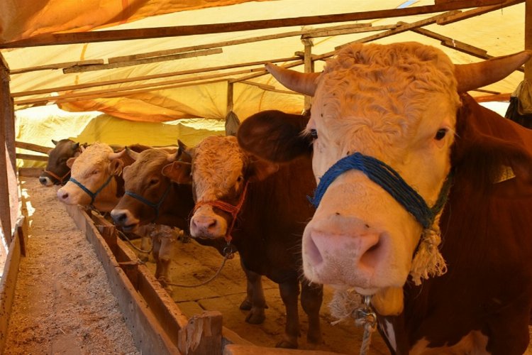 Bursa Gemlik'te kurbanlıklara pazar düzenlemesi