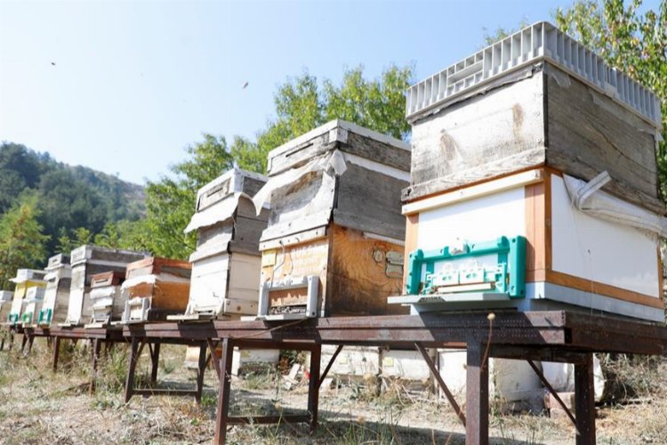 Bursa İnegöl arıcılık ve balda da marka olacak... Karaçalı'na coğrafi işaret alınacak