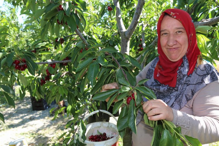 Bursa Keles Kirazı'nda ilk hasat etkinliği