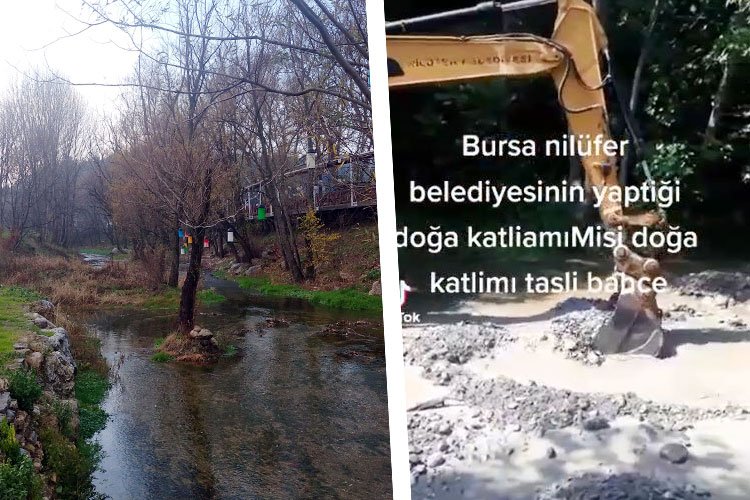 Bursa Nilüfer Belediyesi'nden Misi'de doğa katliamı!