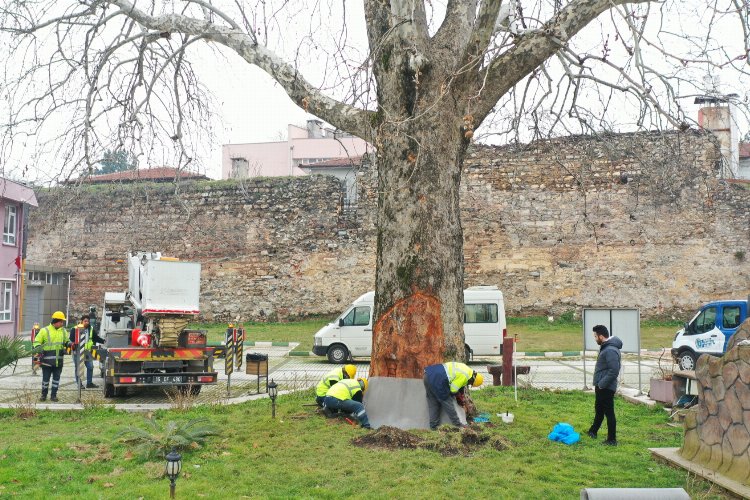 Bursa’nın çınarları koruma altında