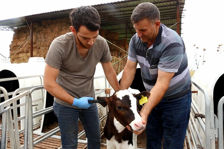 Bursa Yenişehir'de küpeleme çalışmasını SÜT-BİR yapacak