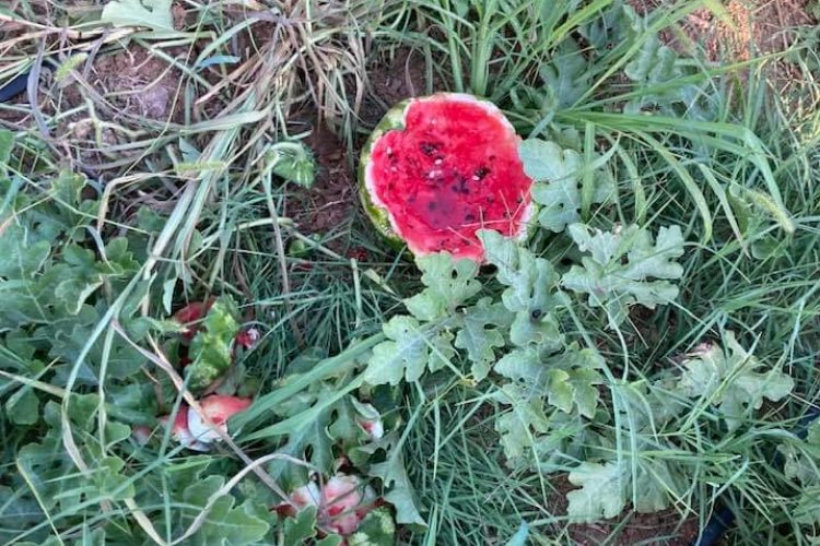 Bursa Yenişehir'de yaban hayvanları karpuzlara dadandı! Üretici çiftçiler helal etti!