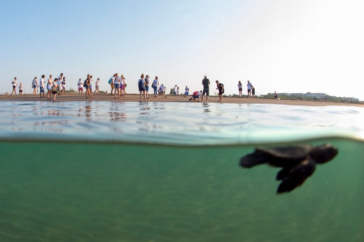 'Caretta Caretta'lar Akdeniz'le buluşturuluyor