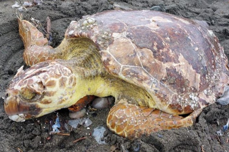 Caretta carettalar Hatay'da hayata tutundu