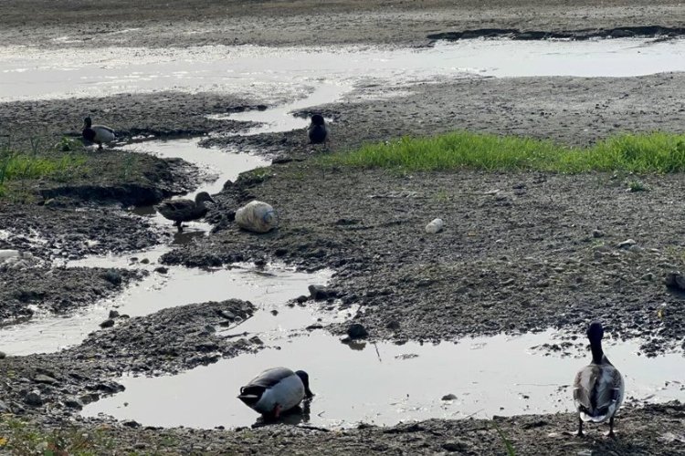 Cargill Bursa'da hem çevreyi, hem doğal yaşamı kuruttu! (Özel Haber)