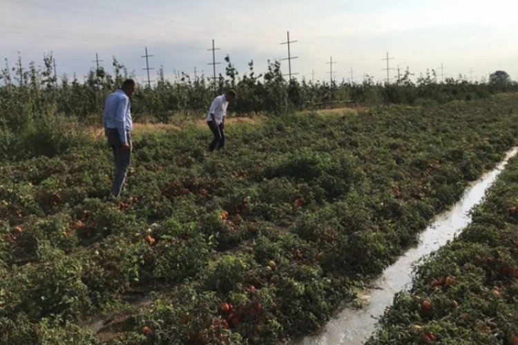 CHP'li Sarıbal sordu: Çiftçinin zararı ne olacak?