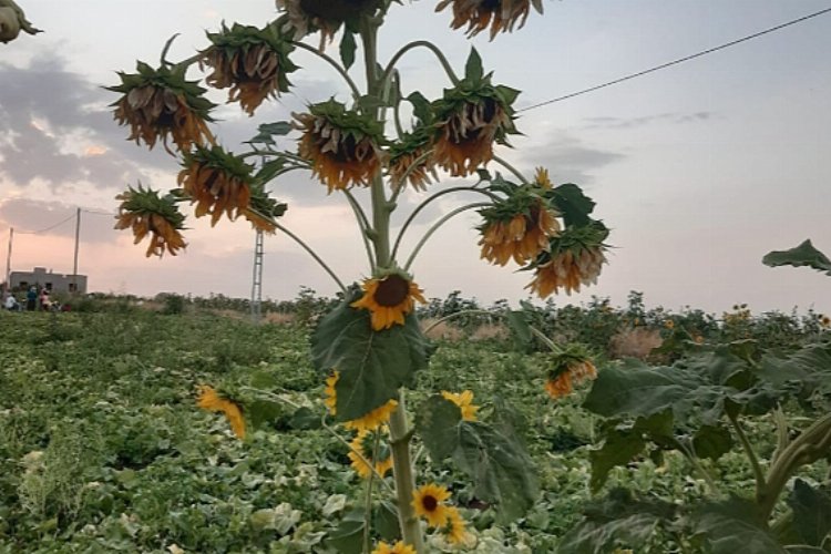 Diyarbakır'da 26 başlı ayçiçeği şaşırttı!