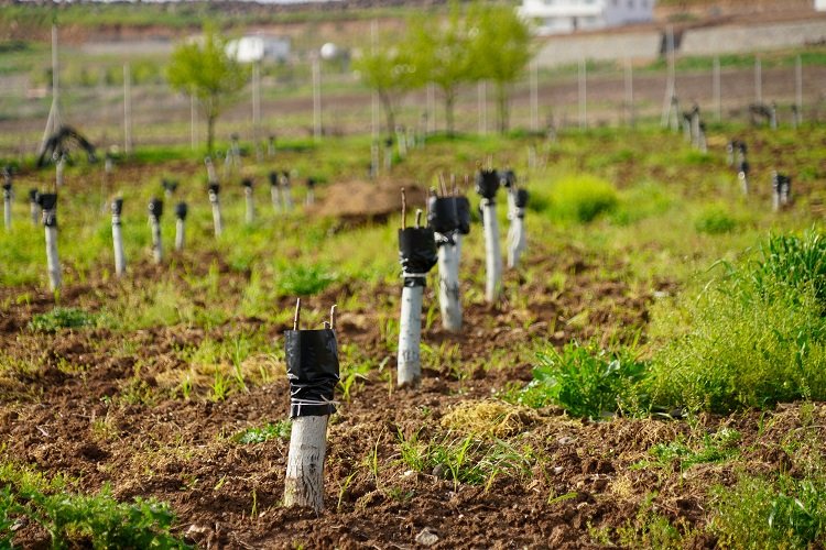 Diyarbakır’da fıstık ve ceviz ağaçları aşılanıyor