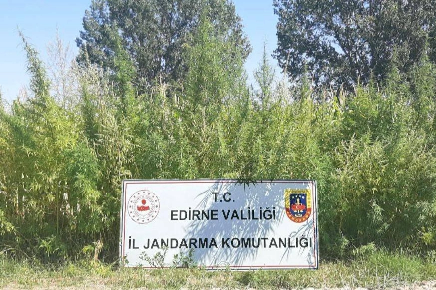 Edirne'de 159 bin kök kenevir ele geçirildi