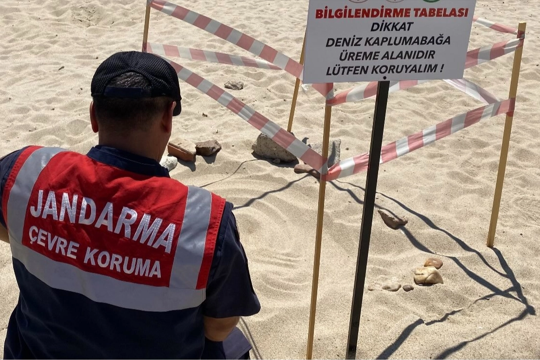 Edirne'de kaplumbağalara Jandarma'dan özel koruma