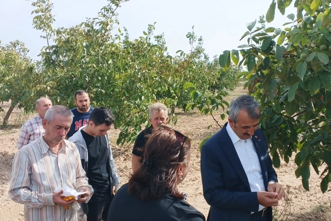 Edirne Valisi Sezer ceviz hasadına katıldı