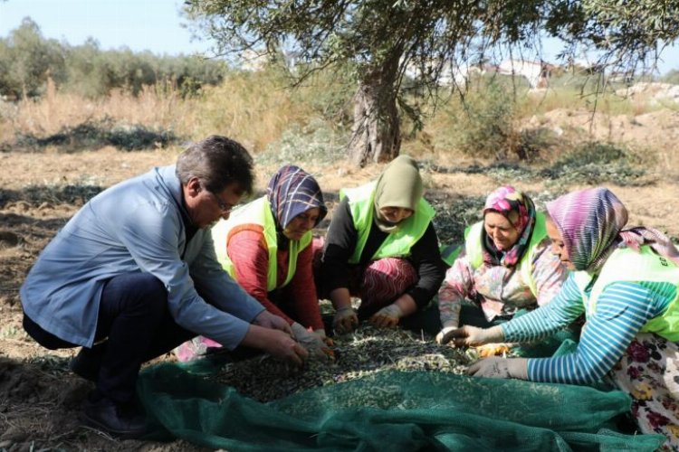 Edremit'te zeytin hasadı başladı