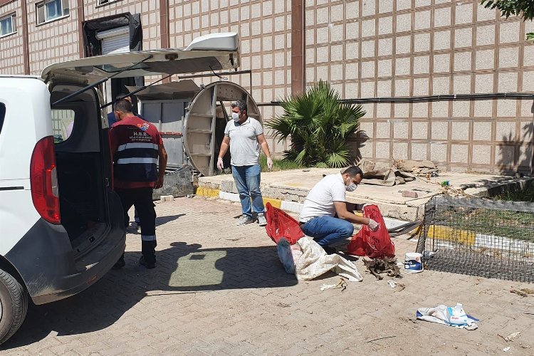 Hatay'da katledilen köpeklerle ilgili Büyükşehir'den suç duyurusu