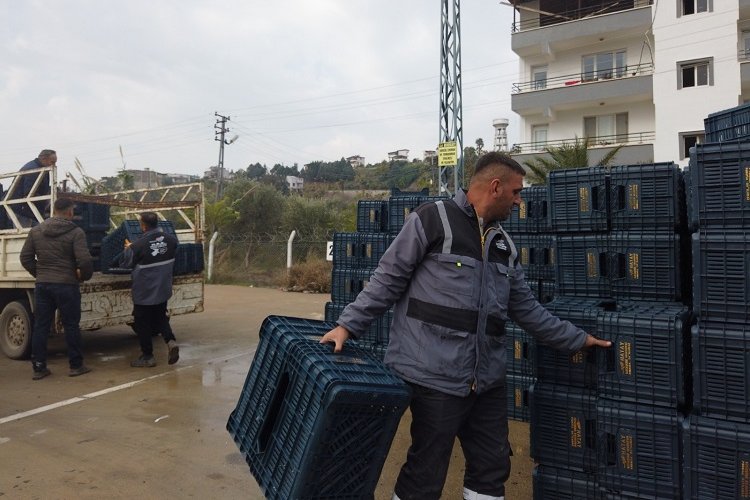 Hataylı zeytin üreticisine sandık dağıtımı