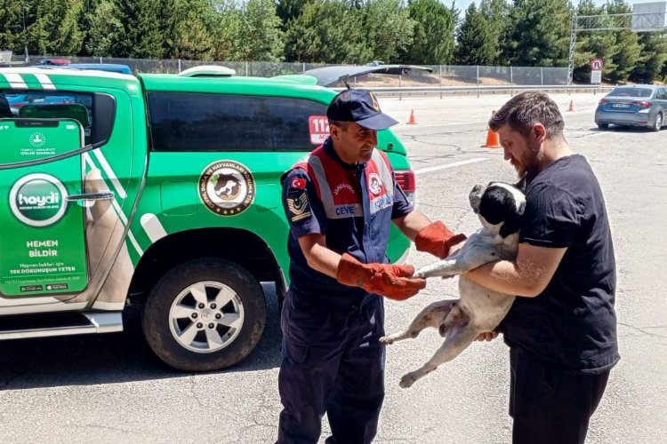 Havsa'da jandarma yaralı köpeği kurtardı