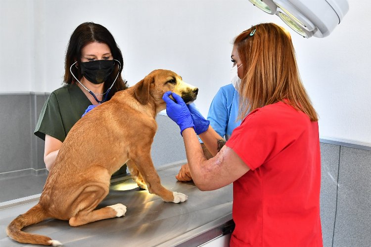 İzmir'de Veteriner İşleri Halk Sağlığı Dairesi Başkanlığı kuruldu