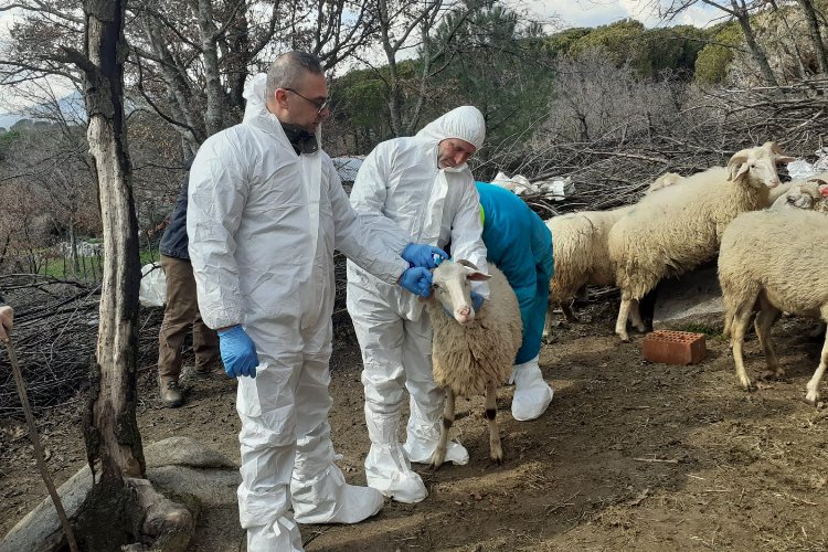 İzmit'teki küçükbaş hibelere 'şap' ertelemesi