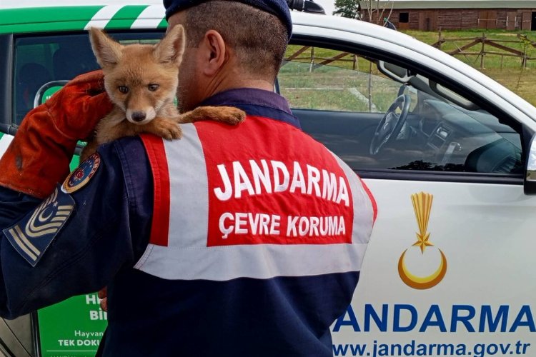 Jandarma, ailesinden ayrı yavru tilkiyi doğaya kavuşturdu