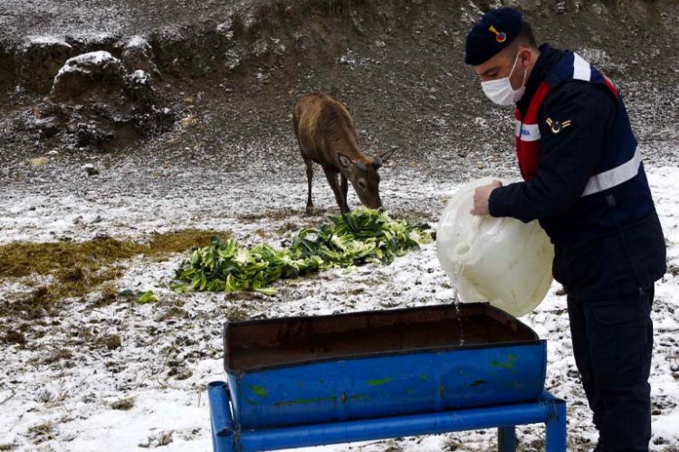 Kastamonu'da kızıl geyiklere Jandarma şefkati