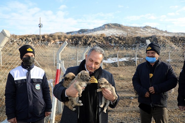 Kayseri Talas'ın barınak gururu