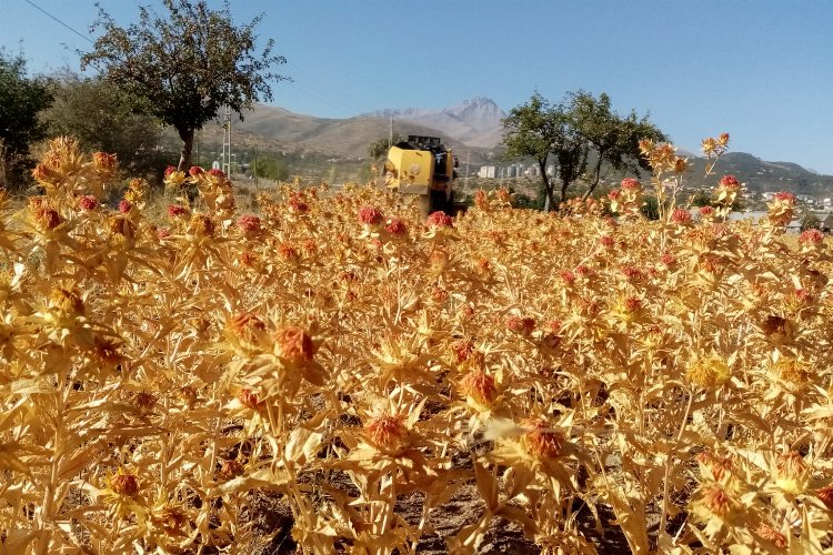 Kayseri Talas'tan tarım atılımı