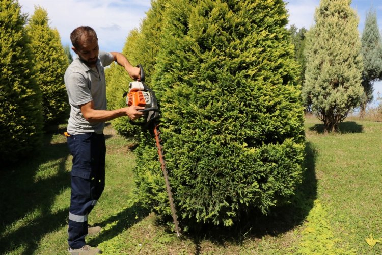 Kocaeli'de park ve bahçelerde sonbahar budaması