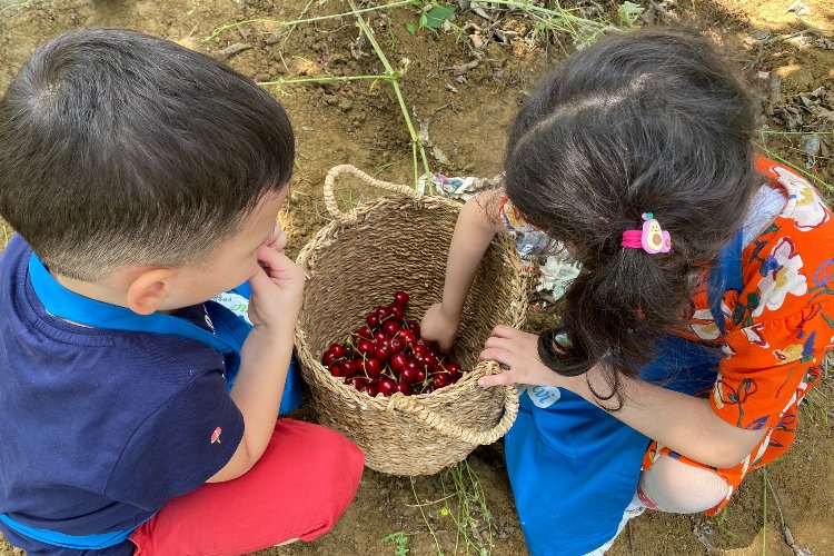 Kocaeli İzmit'in geleceği 'Çınar'lar kiraz topladı