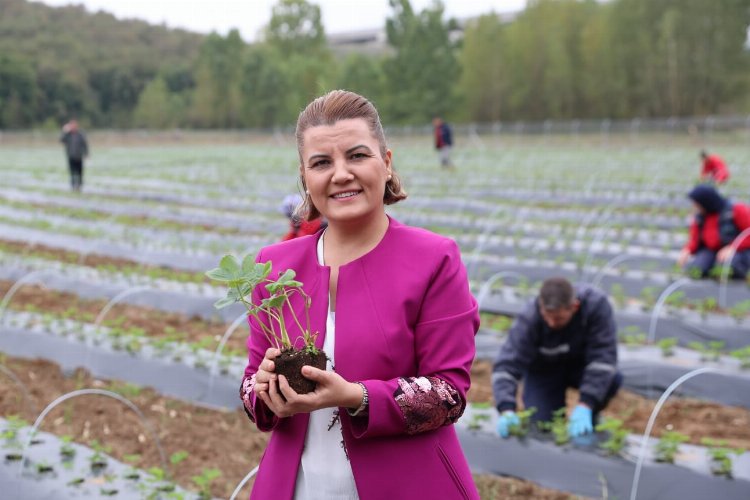 Kocaeli İzmit'te 'Çilek Köy' hamlesi