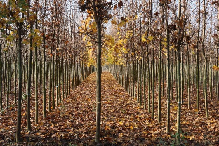 Kocaeli'nin yetiştirdiği fidanlar kente nefes oluyor