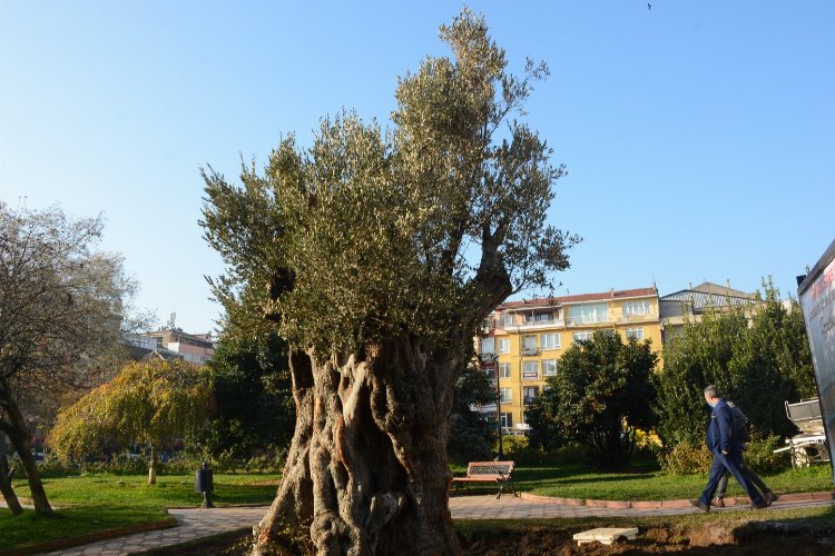 Kocaeli İzmit'te zeytinliklere sahip çıkılıyor