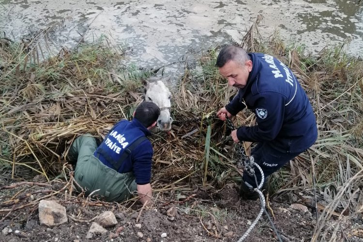 Manisa'da dereye düşen atı itfaiye kurtardı