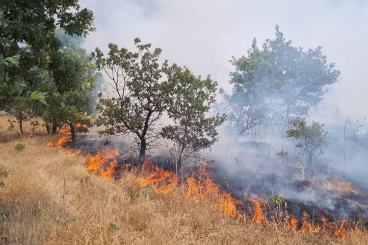 Manisa'da ormanlık alanı tehdit eden yangın