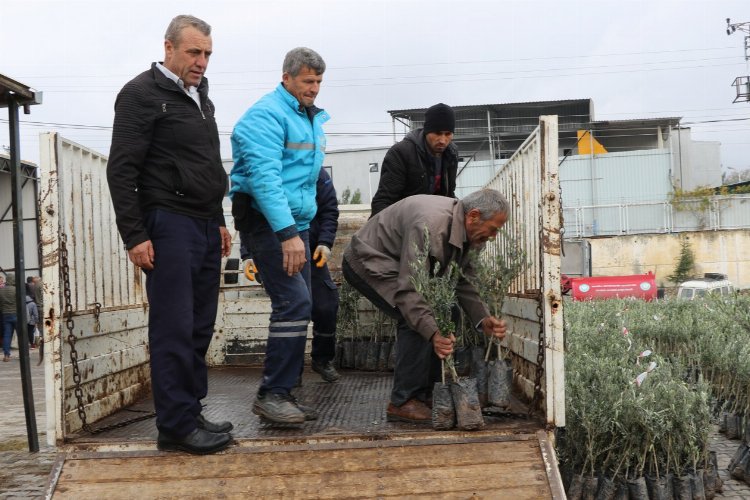 Manisa Gördes'te üreticilere 14 bin 100 zeytin fidanı