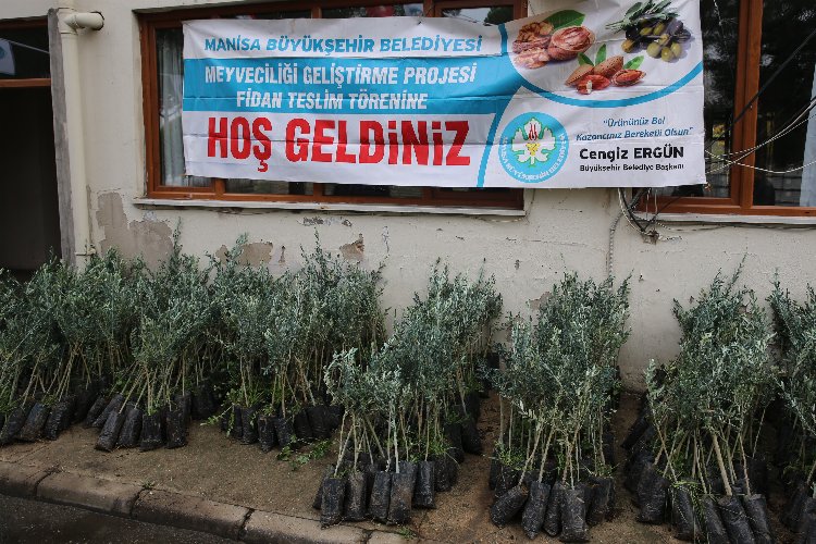 Manisa Salihli'de zeytin fidanları üreticilere teslim edildi