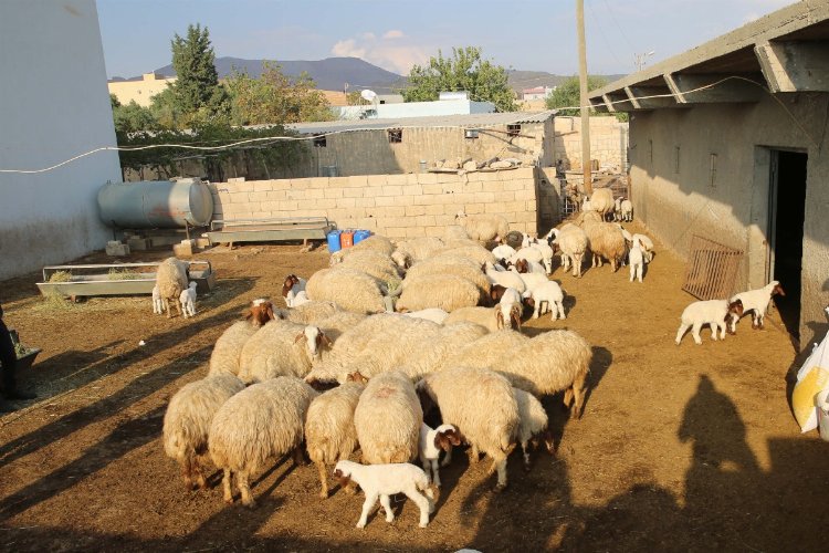 Mardin'de 'kuzulu işletmeler' üretime yüzde 50 verim sağladı