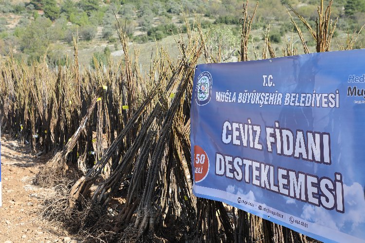 Muğla'da meyve fidanı dağıtımı devam ediyor