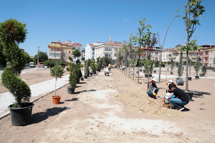 Nevşehir Belediyesi'nden ağaç hamlesi