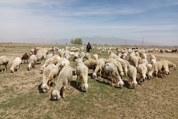 Niğde’de mera alanları yeşerecek